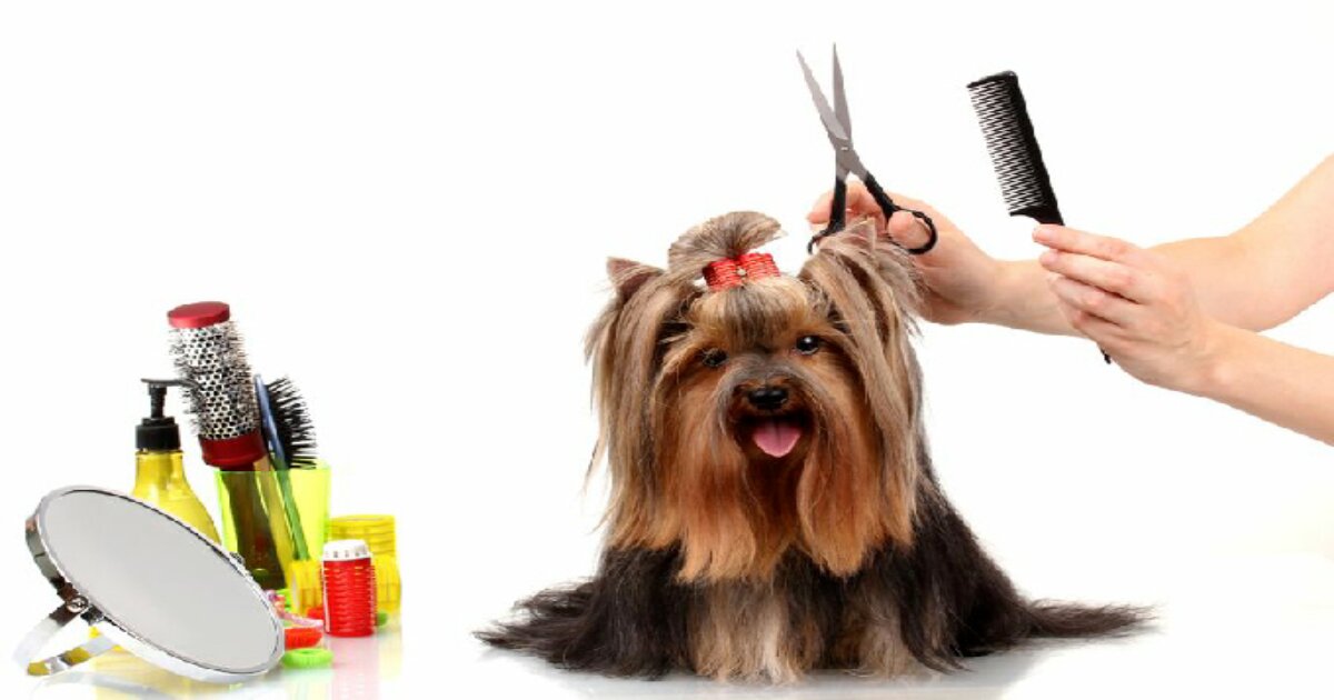 PetSmart Vs Petco: Which Salon Is Ideal For Pet Grooming?
