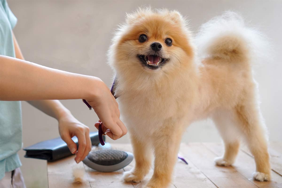 Pet grooming - dog