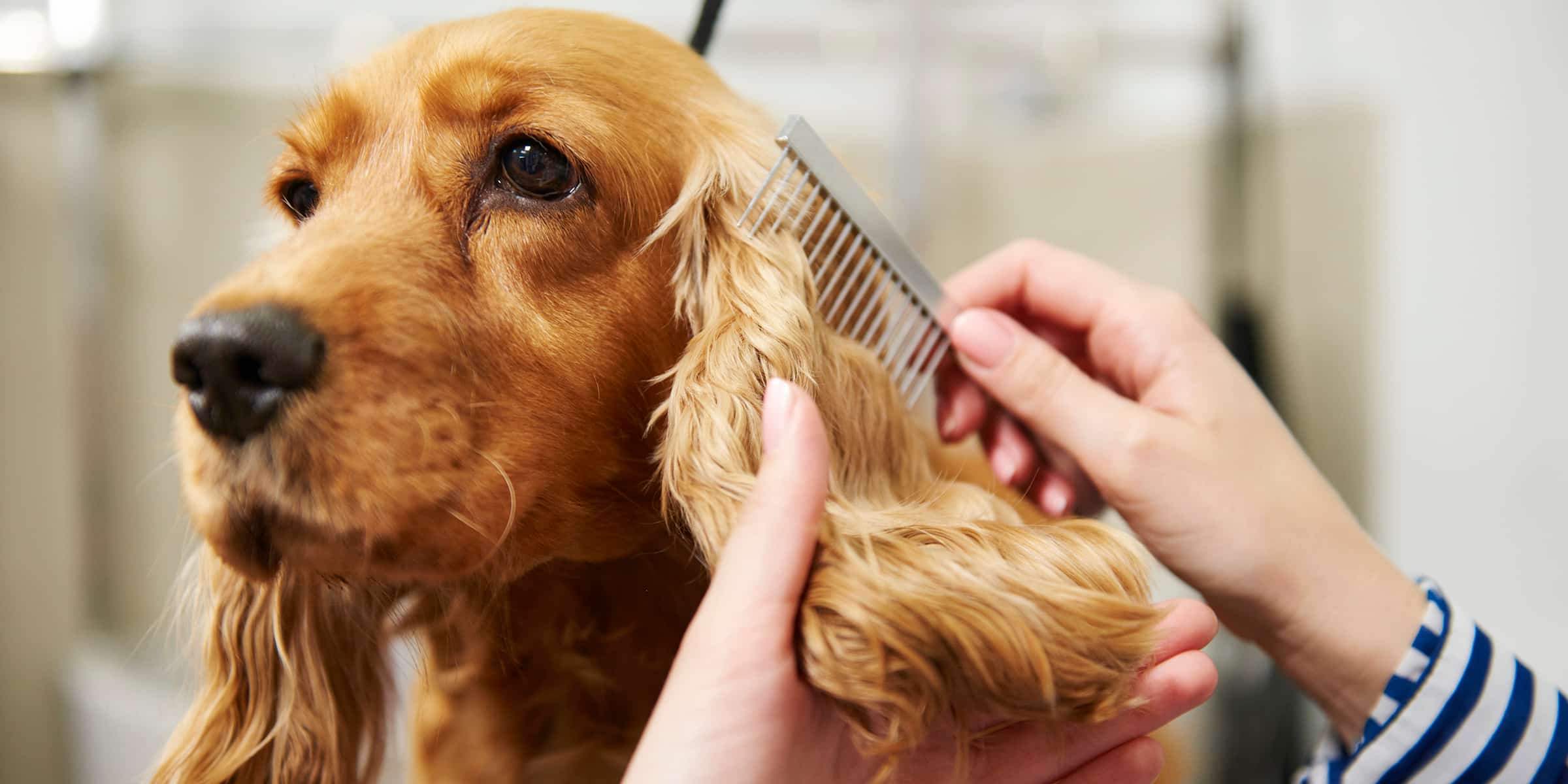 Petco printable grooming coupon - Trimming for a dog