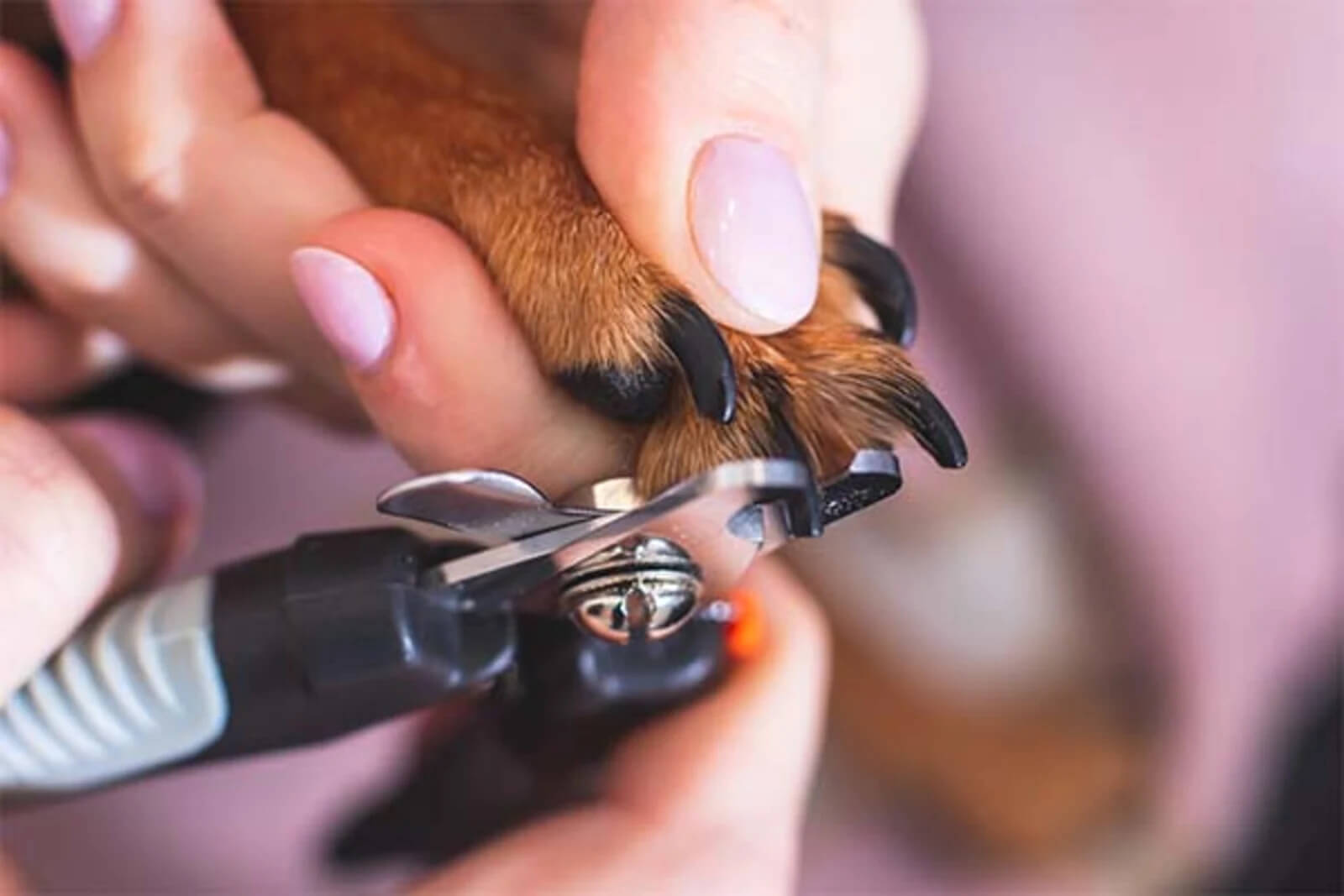 Why should you use Petco nail trim service